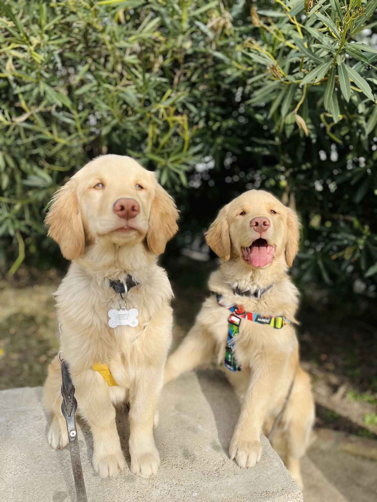 Dos cachorros golden retriever