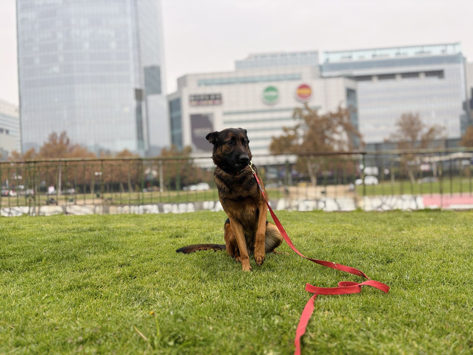 Perro paseando en un parque de la ciudad